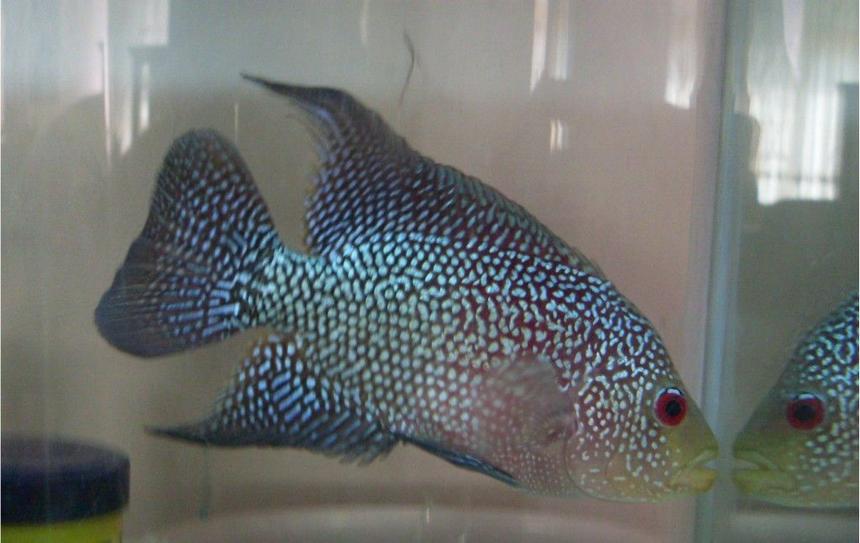 Rated #28: Freshwater Fish - Cichlasoma Sp. - Flower Horn Cichlid Stocking In 20 Gallons Tank - flower horn miniator