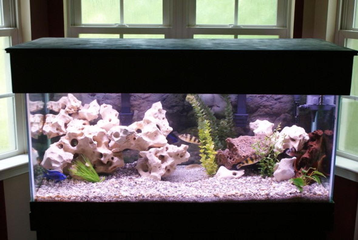 75 gallons freshwater fish tank (mostly fish and non-living decorations) - 75 gallon mixed African tank