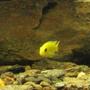 freshwater fish - labidochromis caeruleus - electric yellow cichlid stocking in 55 gallons tank - cichlid