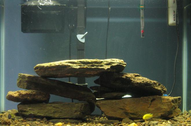 55 gallons freshwater fish tank (mostly fish and non-living decorations) - my cichlid tank