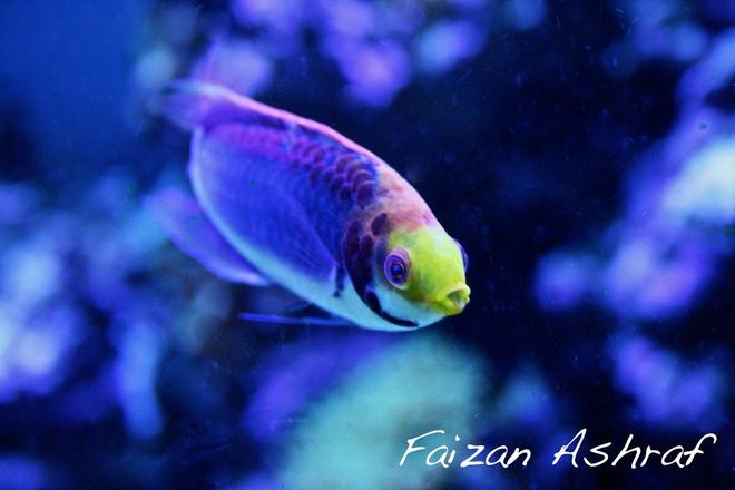 saltwater fish - cirrhilabrus lubbocki - lubbock's fairy wrasse stocking in 150 gallons tank - Tricolour Wrasse