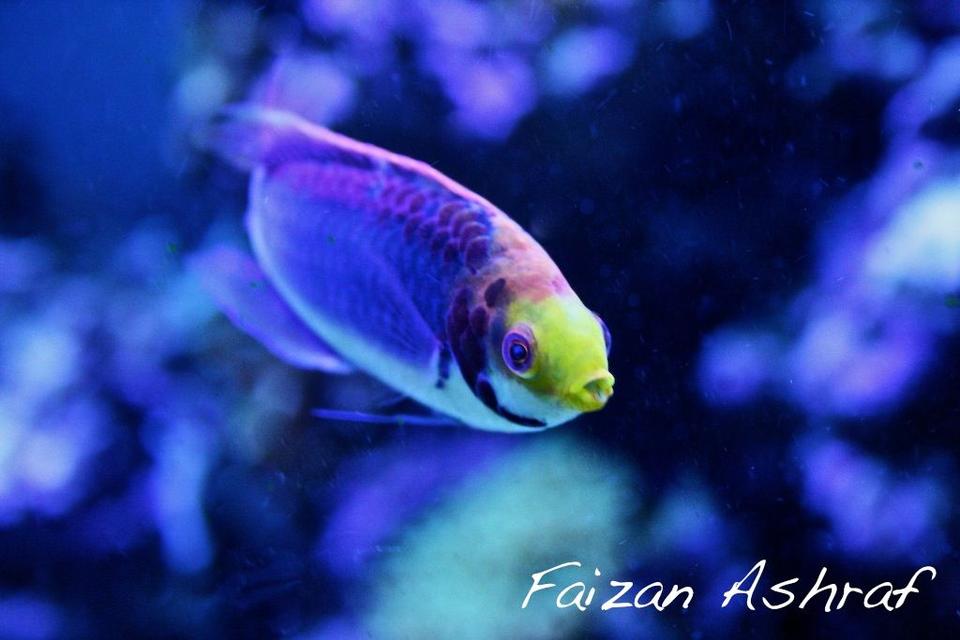 saltwater fish - cirrhilabrus lubbocki - lubbock's fairy wrasse stocking in 150 gallons tank - Tricolour Wrasse