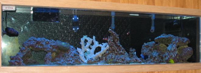 125 gallons saltwater fish tank (mostly fish, little/no live coral) - Full tank shot