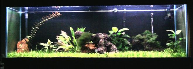 125 gallons planted tank (mostly live plants and fish) - 125gal. 9-month old planted tank