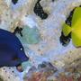 saltwater fish - zebrasoma xanthurum - purple tang stocking in 125 gallons tank - Purple and Yellow Tang