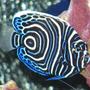 saltwater fish - pomacanthus imperator - emperor angelfish stocking in 125 gallons tank - Juvenile Emperor Angel