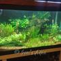 12 gallons planted tank (mostly live plants and fish) - my 4 feet planted tank