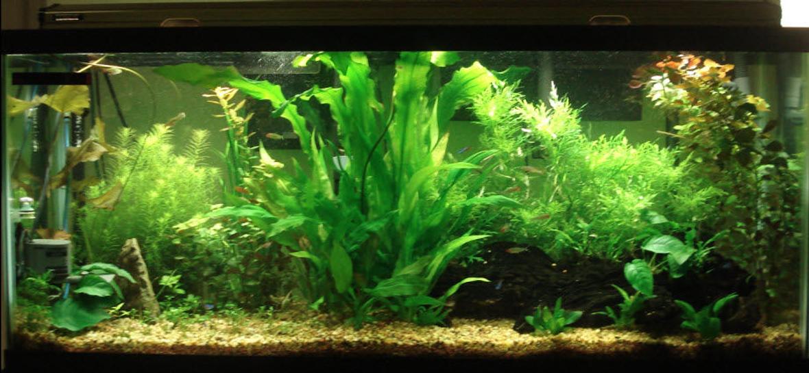 55 gallons planted tank (mostly live plants and fish) - My 55 Gallon Tank