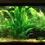 55 gallons planted tank (mostly live plants and fish) - My 55 Gallon Tank