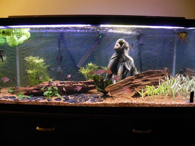 75 gallons freshwater fish tank (mostly fish and non-living decorations) - new version 3.0 of the Tank.