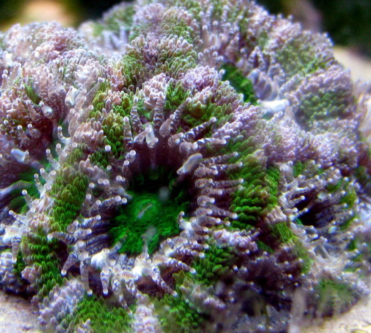corals inverts - acanthastrea lordhowensis - acan green goblin stocking in 28 gallons tank - green goblin acan
