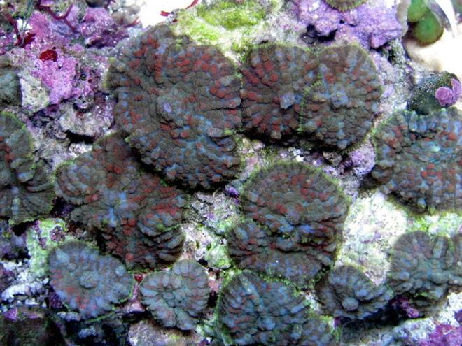 corals inverts - rhodactis sp. - green mushroom stocking in 28 gallons tank - shrooms