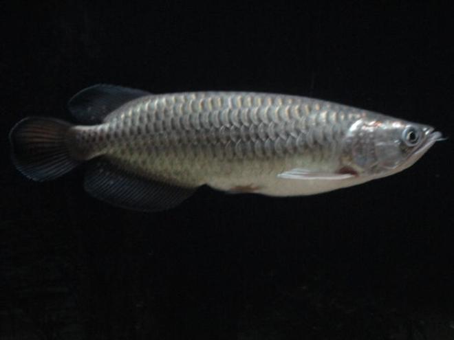 freshwater fish - scleropages jardini - jardini arowana stocking in 60 gallons tank - Jardini Arowana