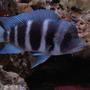 freshwater fish - cyphotilapia frontosa - frontosa cichlid stocking in 185 gallons tank - My Male Frantosa