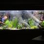 120 gallons planted tank (mostly live plants and fish) - Sea shell tank on solid oak base.