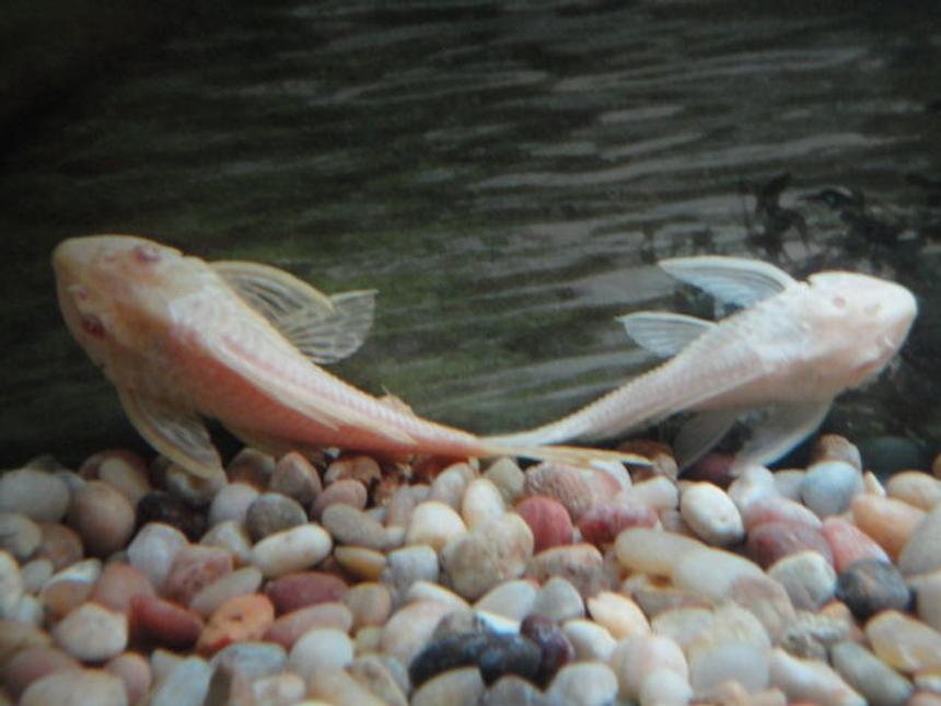 Rated #572: Freshwater Fish - Glyptoperichthys Gibbiceps - Albino Sailfin Pleco Stocking In 60 Gallons Tank - Albino Sailfin Pleco's