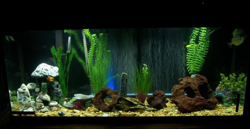 Rated #169: 55 Gallons Freshwater Fish Tank - 55 Gallon Brackish Water