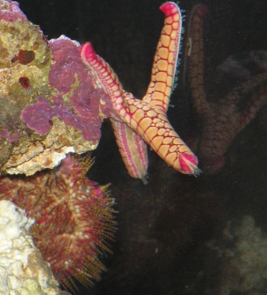 Rated #92: Corals Inverts - Fromia Sp. - Marble Sea Star Stocking In 125 Gallons Tank - Marble sea star hangin out