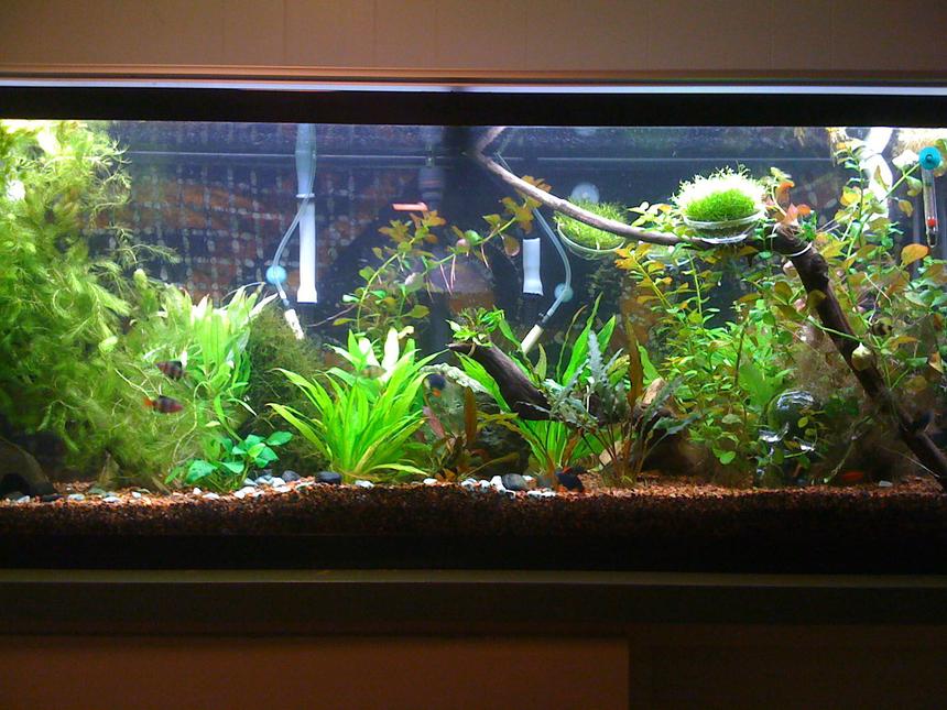Rated #803: 55 Gallons Planted Tank - Just under a year into the hobby.