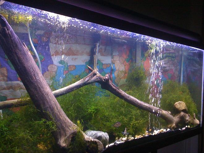 55 gallons planted tank (mostly live plants and fish) - This is my other tank
With Convict Cichlids and 
(Pair)Red headed Geophagus
1 reg Plec

and java moss and drift wood with some pots for hiding. Simple but beautiful. Thank you for looking.