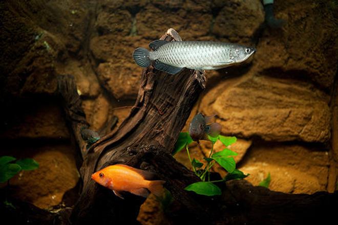 freshwater fish - scleropages jardini - jardini arowana stocking in 110 gallons tank - jardini, zz flowerhorn, midas