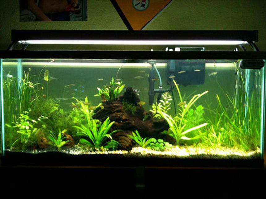 Rated #60: 55 Gallons Planted Tank - 55 gallon planted