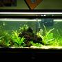 55 gallons planted tank (mostly live plants and fish) - 55 gallon planted