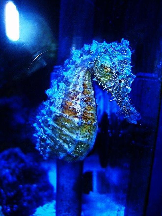 saltwater fish - hippocampus erectus - black seahorse stocking in 40 gallons tank - Female H.Erectus