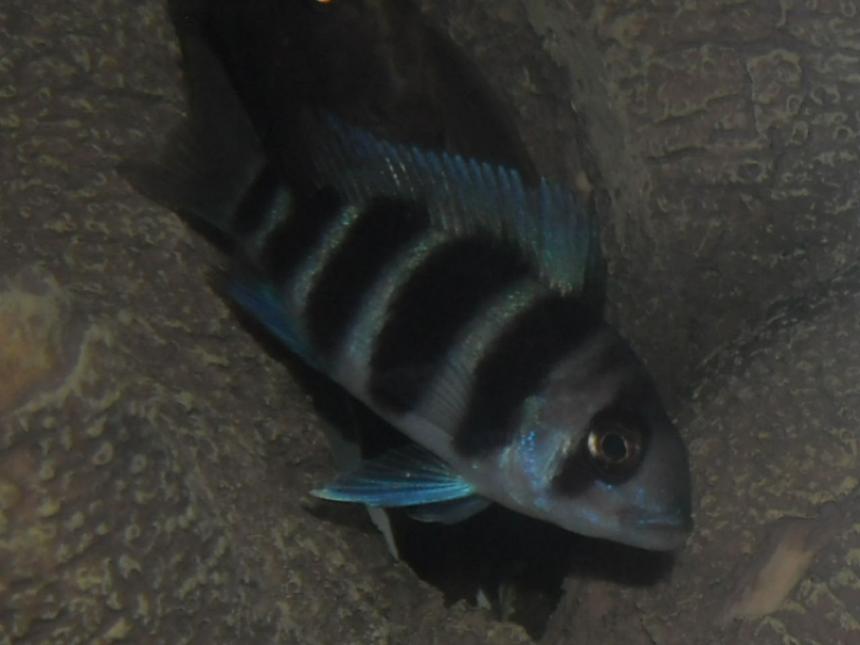 Rated #41: Freshwater Fish - Cyphotilapia Frontosa - Frontosa Cichlid Stocking In 20 Gallons Tank - My baby Frontosa.