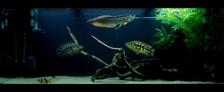 Rated #68: 150 Gallons Freshwater Fish Tank - 150 Gallon
Silver Arowana, Jaguar and Wolf Cichlid