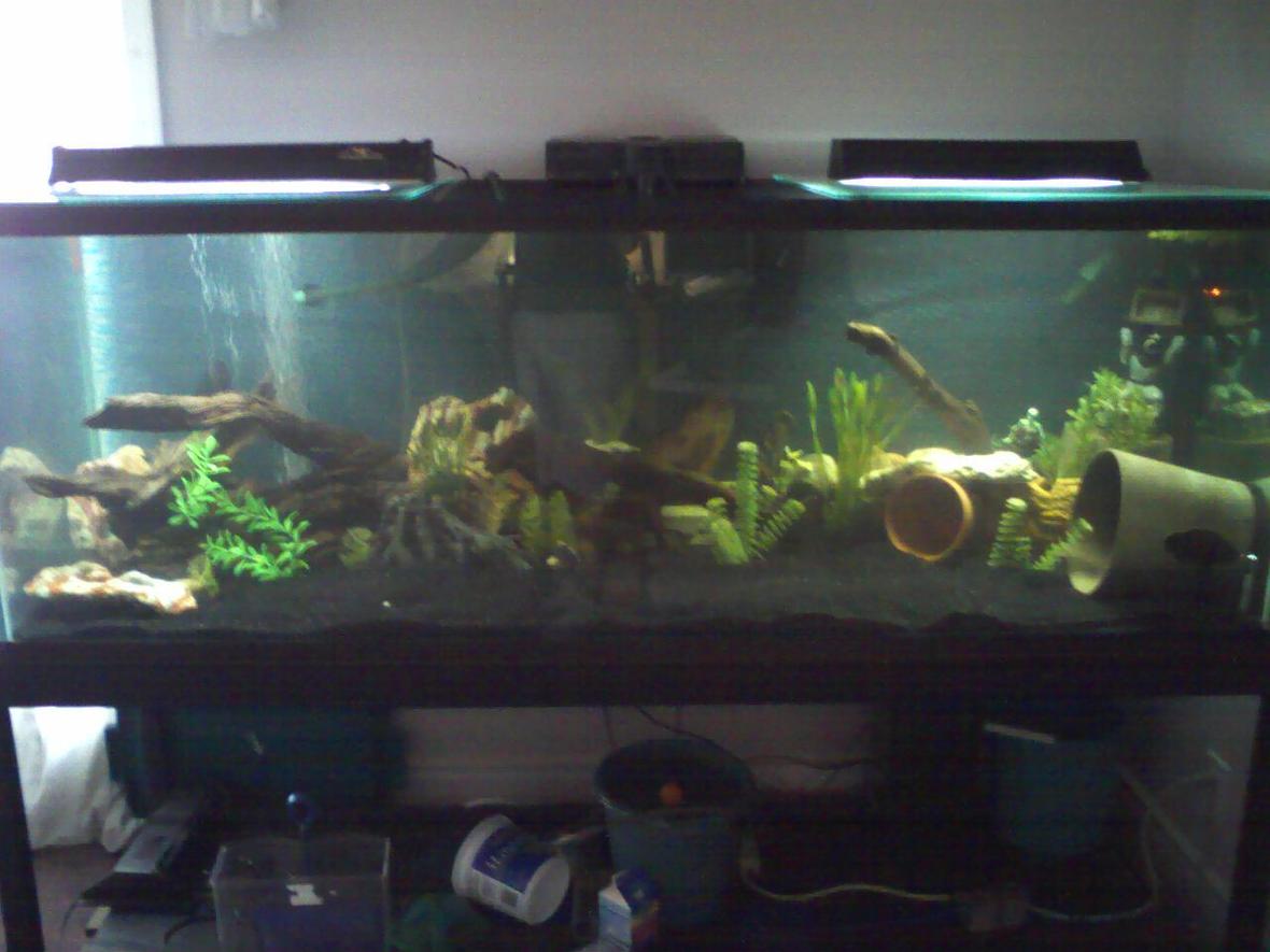 180 gallons freshwater fish tank (mostly fish and non-living decorations) - 180 gallon with a couple fish in it had 6 oscars but we sold them and starting over.