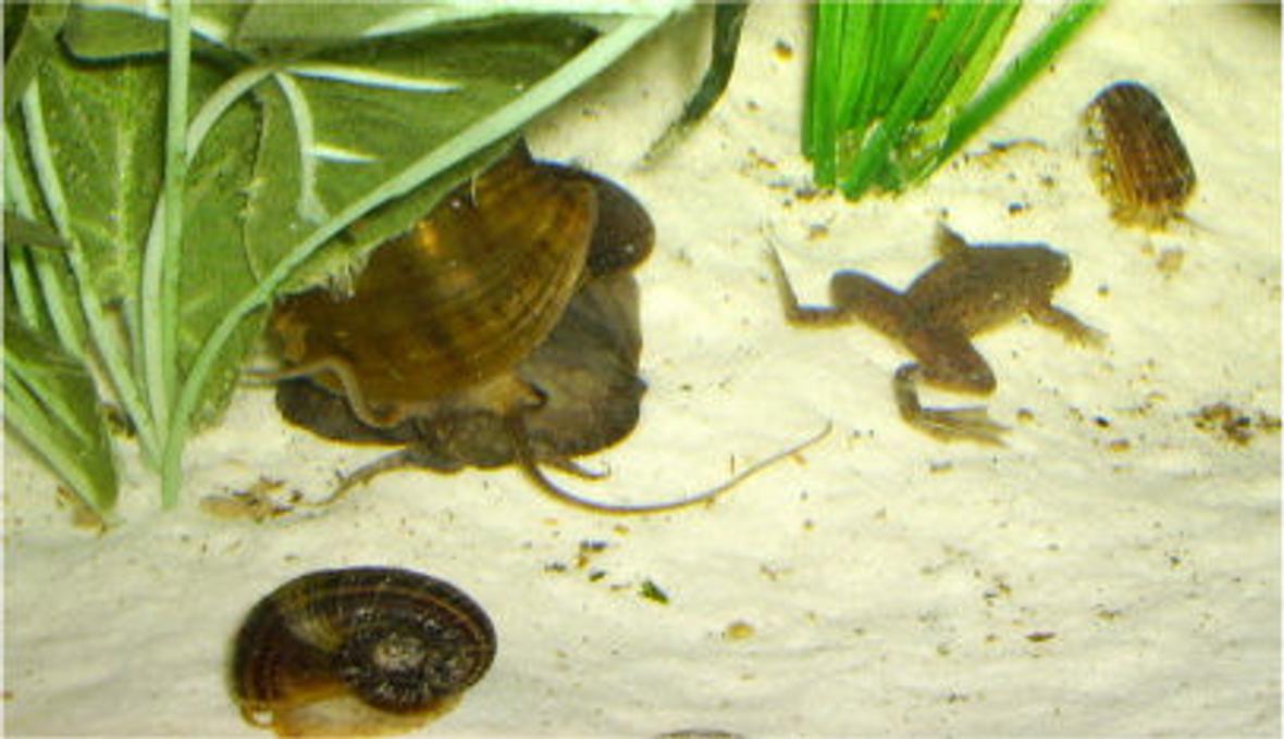 corals inverts - pomacea canaliculata - apple snail stocking in 36 gallons tank - here is Gypo my dwarf green Congo frog, the troublesome dude he is! along with Rita my apple snail a 2 tiny rams horn snails