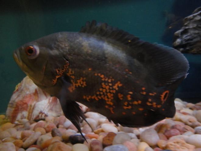 freshwater fish - astronotus ocellatus - tiger oscar stocking in 60 gallons tank - Tiger Oscar