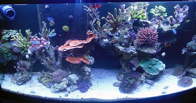 72 gallons reef tank (mostly live coral and fish) - My 72g SPS tank