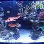 72 gallons reef tank (mostly live coral and fish) - My 72g SPS tank