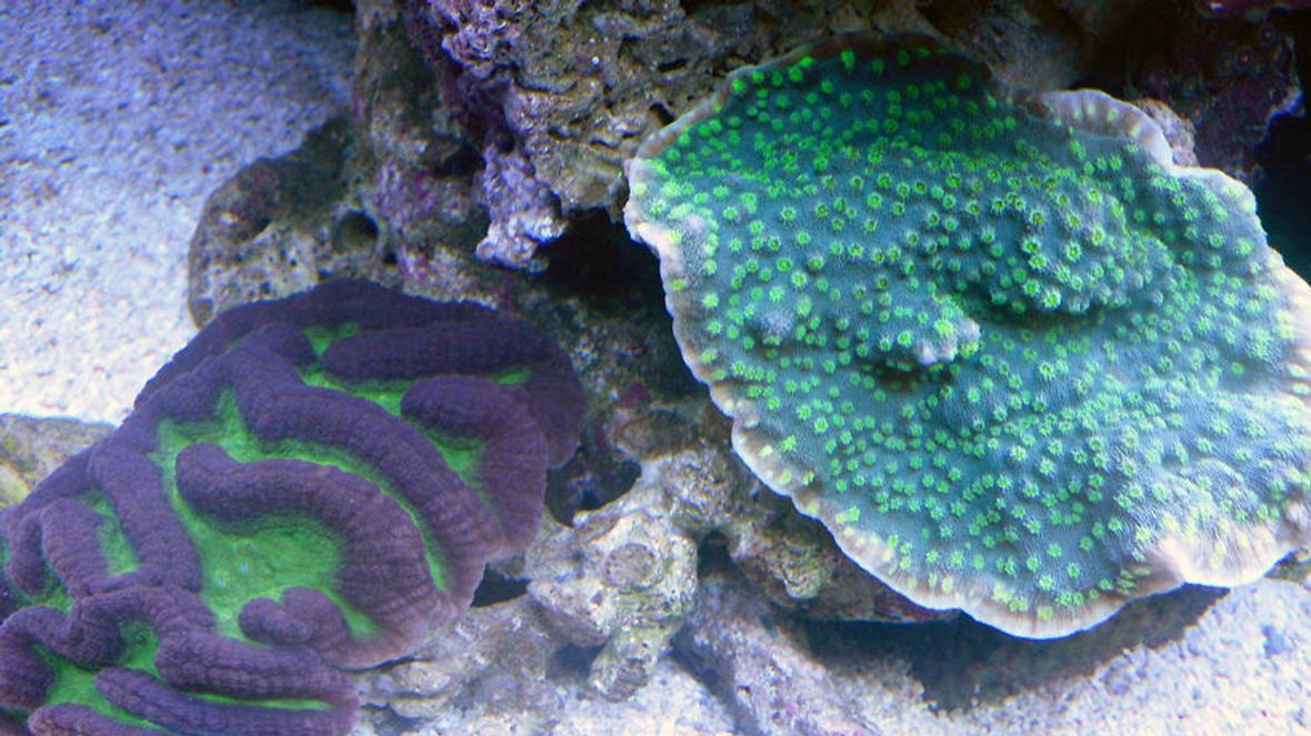 corals inverts - platygyra sp. - brain worm platygyra coral stocking in 72 gallons tank - My 72g Sps tank