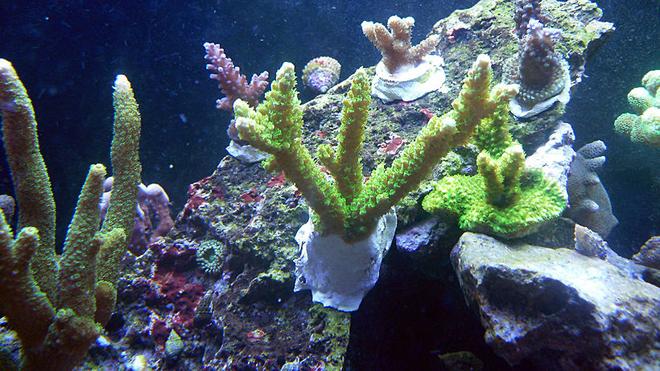 corals inverts - acropora yongei - bali green slimer stocking in 72 gallons tank - 2