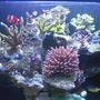 fish tank picture - 4
