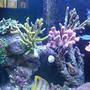 fish tank picture - 6