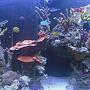 fish tank picture - 8