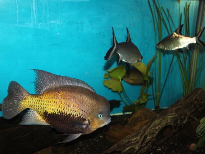 freshwater fish - balantiocheilus melanopterus - bala shark stocking in 200 gallons tank - My big Cichlid (Coota) and 2 Bala Sharks