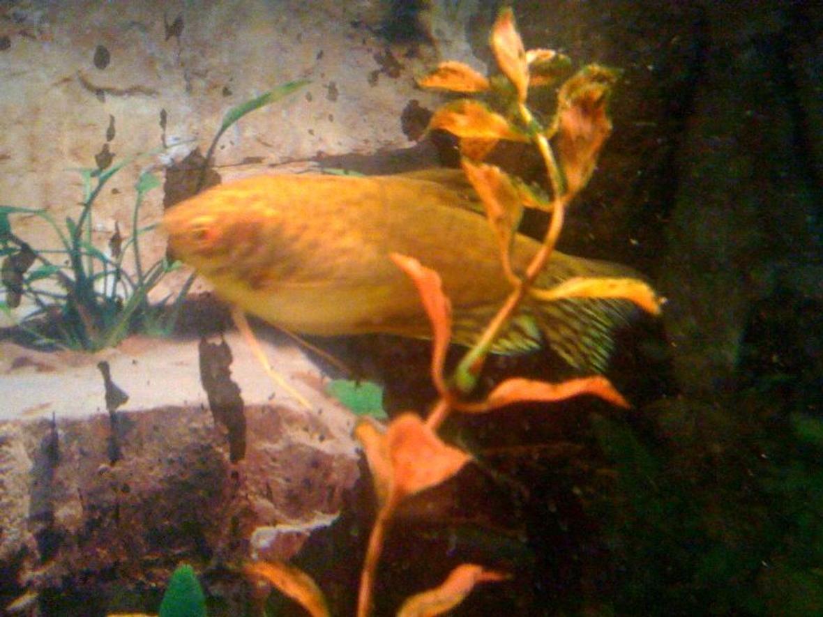 freshwater fish - trichogaster trichopterus - gold gourami stocking in 55 gallons tank - golden guramie