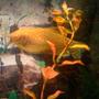 freshwater fish - trichogaster trichopterus - gold gourami stocking in 55 gallons tank - golden guramie