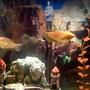 freshwater fish - trichogaster trichopterus - gold gourami stocking in 55 gallons tank - golden fishes