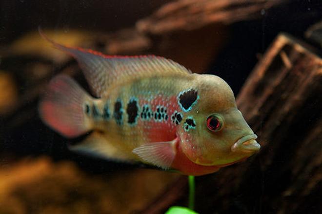 freshwater fish - cichlasoma sp. - flower horn cichlid stocking in 110 gallons tank - ZZ flowerhorn