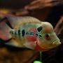 freshwater fish - cichlasoma sp. - flower horn cichlid stocking in 110 gallons tank - ZZ flowerhorn