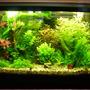 50 gallons planted tank (mostly live plants and fish) - just another pic