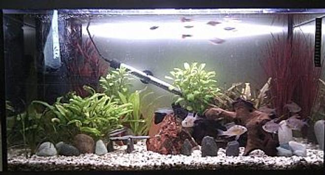 25 gallons freshwater fish tank (mostly fish and non-living decorations) - My Tank