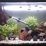 25 gallons freshwater fish tank (mostly fish and non-living decorations) - My Tank