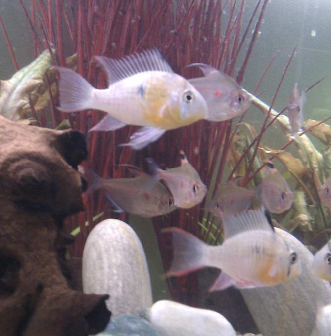 freshwater fish - microgeophagus altispinosa - bolivian ram stocking in 25 gallons tank - My Bolivian Rams with BleddingHeart tetras in background